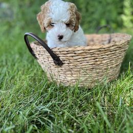 Cavapoo Puppies from Hart’s Cavapoos