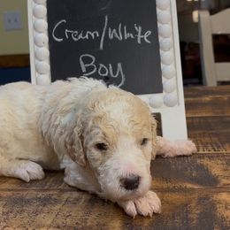 Lime - Sarg - Cream male Goldendoodle puppy in Jasper, Georgia from Owen Doodles