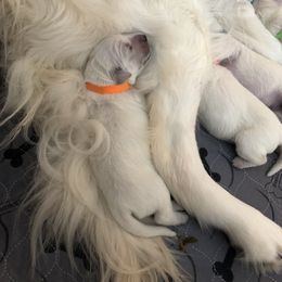 Golden Retriever Puppies from Sugar Maple Golden Retrievers