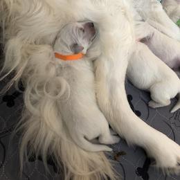 Golden Retriever Puppies from Sugar Maple Golden Retrievers