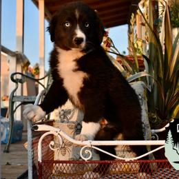 Jameson - Black & white male Miniature Australian Shepherd puppy in California from Eagle River Aussies