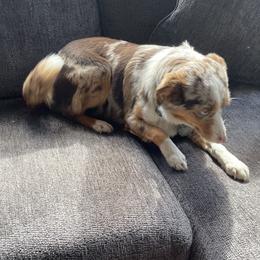 Arya - Miniature Australian Shepherd