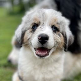 Australian Shepherd Puppies from Bedtime Story Australian Shepherds