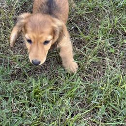 Male black - Black and cream male Dachshund puppy in Exeter, California from PeacocksDachs
