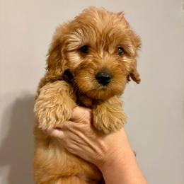 Luigi - Apricot male Goldendoodle puppy in Dayton, Tennessee from MK Goldendoodles
