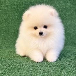 Boy1 - Cream male Pomeranian puppy in Avondale, Arizona from Mely Pomlove