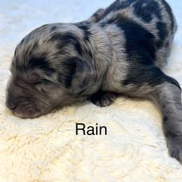 Rain - Merle female Goldendoodle puppy in New Ringgold, Pennsylvania from Hawk Mountain Doodles