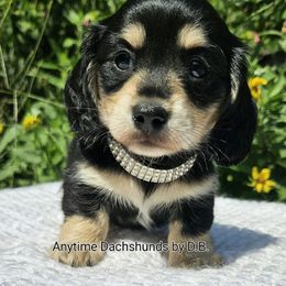 Brie 3200.00 - Black and cream female Dachshund puppy in Ben Wheeler, Texas from Anytime Dachshunds by D.B.