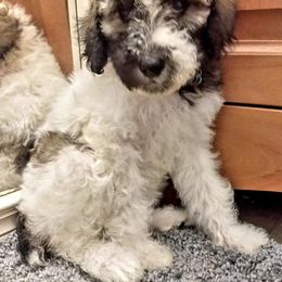 Australian Labradoodle and Poodle Puppies from Oodles of Doodles and some Poodles