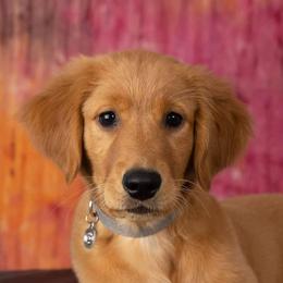 Golden Retriever Puppies from Firestorm Goldens