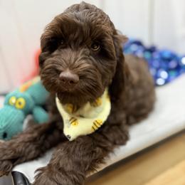 Bunker - Chocolate male Australian Labradoodle puppy in Rhode Island from Highland Beach Labradoodles