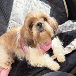 Peach - Shih Tzu