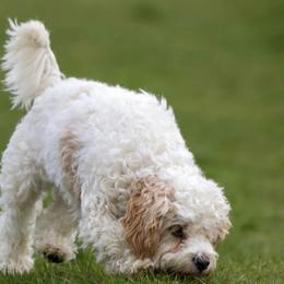 Henry Cooper - Cavachon