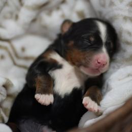 Sparkle - Tri-color female Bernedoodle puppy in Delta, Pennsylvania from KEE Bernedoodles
