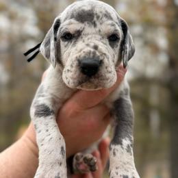 Reed - Merle male Great Dane puppy in Beulah, Michigan from Northwood Euro Danes and Bassets