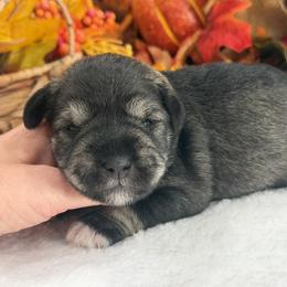 Gypsy Male 3 - Salt and pepper male Miniature Schnauzer puppy in Pageland, South Carolina from New Haven Farms