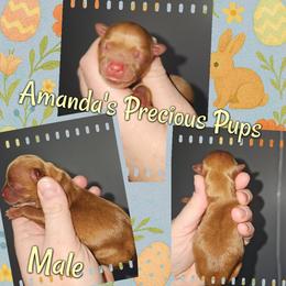 Mario - Tan male Yorkshire Terrier puppy in Wartburg, Tennessee from Amanda's Precious Pups