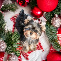 Yorkshire Terrier Puppies from Essence of Grace Yorkies