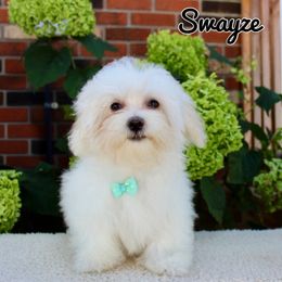 Swayze - White male Maltese puppy in Morehead, Kentucky from Paw Perfect Pets
