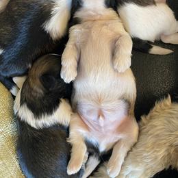 Shih Tzu Puppies from Willow Lane Shih Tzus