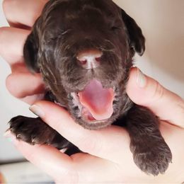 Labradoodle Puppies from Molly’s Doodles