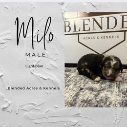 Milo - Merle male Bernedoodle puppy in Bellevue, Iowa from Blended Acres & Kennels