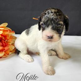 Mojito - Sable and white male Cockapoo puppy in Mancelona, Michigan from Lavender poodles & doodles