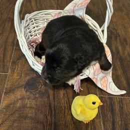 Girl 2 - Black tri female Miniature Australian Shepherd puppy in Doddridge, Arkansas from Huddleston Farm
