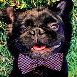 MAMBA - French Bulldog