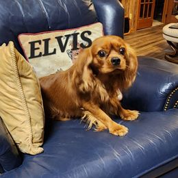 ELVIS - Cavalier King Charles Spaniel