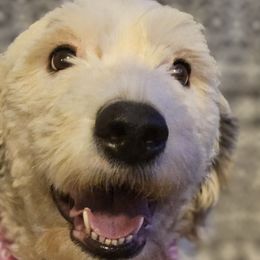 Old English Sheepdogs and Sheepadoodles from By Well Kennels