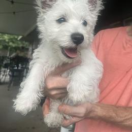Bobba Fett - White male West Highland White Terrier puppy in New Orleans, Louisiana from Amazing Grace Westies