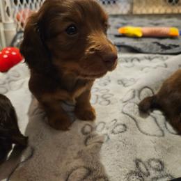 Boy 1 - Chocolate and tan male Dachshund puppy in New Castle, Colorado from Shaffers low riding weiners