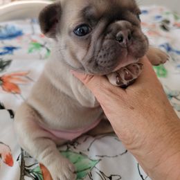 French Bulldog and Pomeranian Puppies from Poms Of Kolour