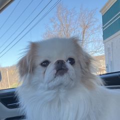 Frank - Japanese Chin