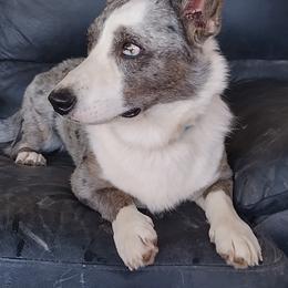 Lala - Cardigan Welsh Corgi