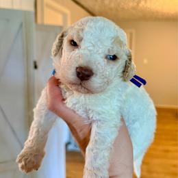 Peony (purple collar) - Orange male Lagotto Romagnolo puppy in Ashland, Ohio from SS Australian Shepherds