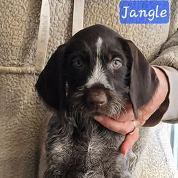 Boy 4 - Black and white male German Wirehaired Pointer puppy in Wellston, Ohio from Blue Line GWPs
