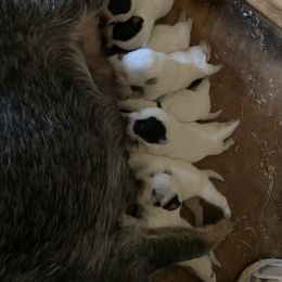 Australian Cattle Dog Puppies from Star Ranch