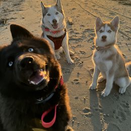 Siberian Husky Puppies from Young Orchard Siberians