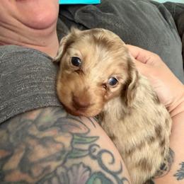 Cookie Dough - Dapple male Dachshund puppy in Cattaraugus County, New York from H&C’s Dachshunds and Retrievers