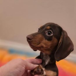 Pink Sunshine - Chocolate and tan female Dachshund puppy in Irving, Texas from DFW Dachshunds by G & S