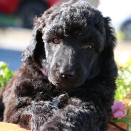 Vulpix - Black female Poodle puppy in Ephrata, Washington from NCR Ranch