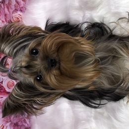 Yorkshire Terriers from Teenie Sweeties Yorkies