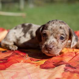 Wylie - Dapple male Dachshund puppy in Peebles, Ohio from Cave Valley Hounds