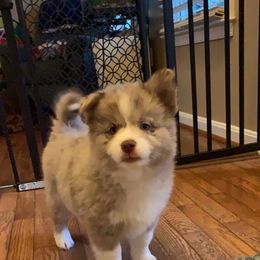 Pomsky Puppies from Pomskies 4 Dayz