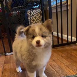 Pomsky Puppies from Pomskies 4 Dayz