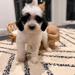Cream soda - Black and white female Bernedoodle puppy in North Royalton, Ohio from Johnson's Doodles