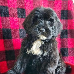 Callie - Black and white female Portuguese Water Dog puppy in Narvon, Pennsylvania from Prized Family Porties