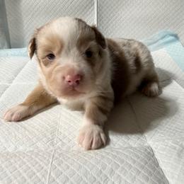 Boy 2 - Red merle male Miniature Australian Shepherd puppy in Olean, New York from Windy River Mini Aussie